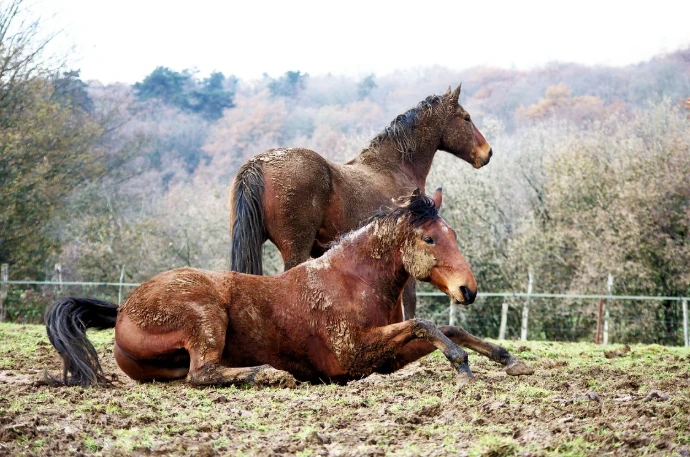 deux chevaux boueux