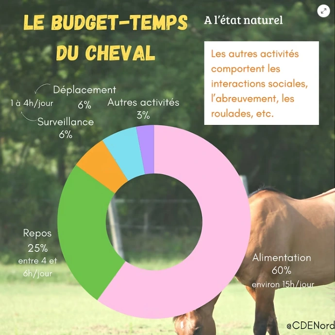 schema budget temps cheval
