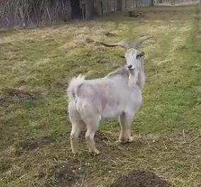 bouc blanc