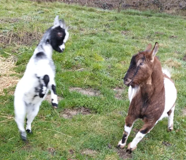 chevres qui jouent