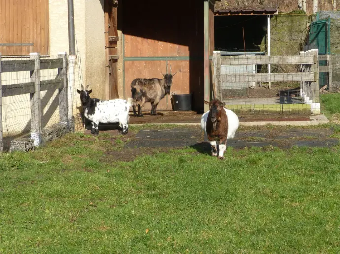 des chevres dans un pre