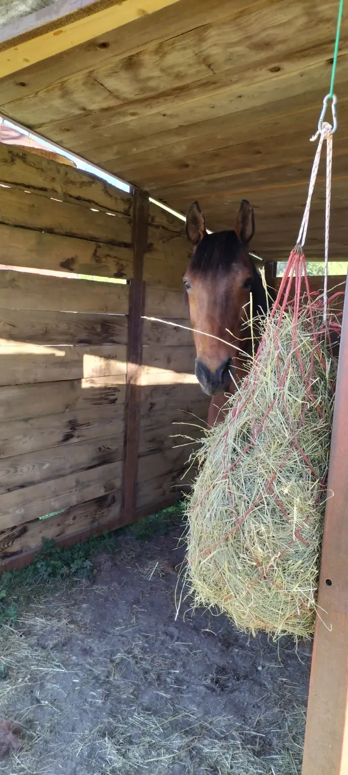 cheval qui mange du foin