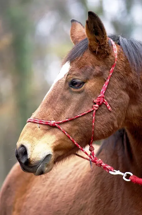 cheval bai avec licol rouge