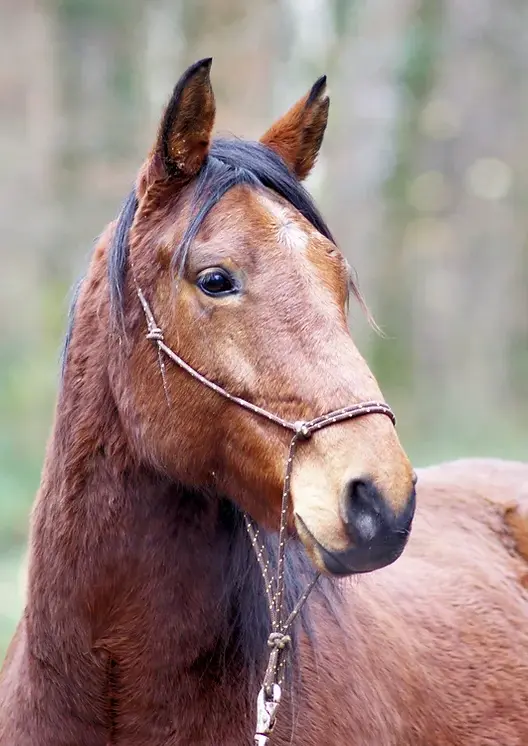 cheval bai avec licol marron