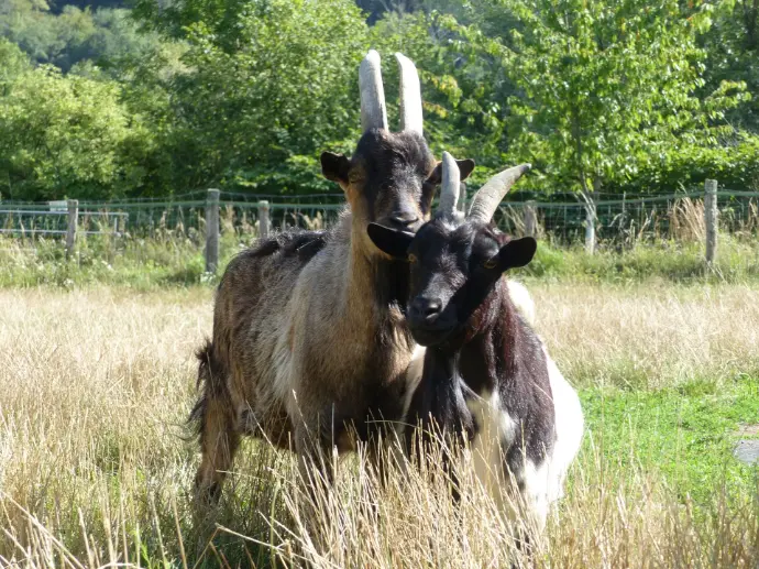 deux chevres