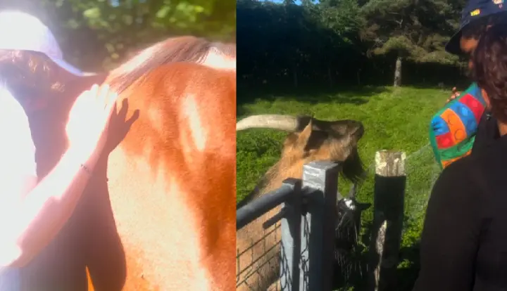 mediation animale avec cheval et chevre